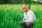 Indian farmer holding crop plant in his Wheat field