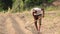 An Indian farmer makes a line with the help of a shovel to water the crop in the field and the farmer works hard due to Shortage