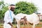 Indian farmer petting calf by rubbing head at farmland - concept of caring, farming and rural agriculture