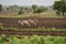 Indian farmer ploughing the farm with pair of bullocks