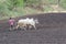 Indian Farmer ploughing field