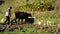 Indian Farmer ploughing his fields with his bulls in the farming season. Indian farmer uses two cows to plow a piece of farmland