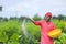 Indian farmer spreading fertilizer in the green banana field