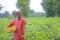 Indian farmer spreading fertilizer in the green cotton field