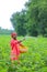 Indian farmer spreading fertilizer in the green cotton field