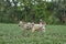 Indian farmer tilling the land with pair bullocks and plough