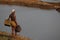 Indian Farmer on Wet Koal lands -Kerala