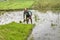 Indian farmer works in West Bengal paddy field, replanting rice plant in the field