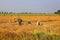 Indian farmers working in the field for to harvesting mustard.