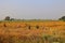 Indian farmers working in the field for to harvesting mustard.