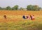 Indian farmers working in the field for to harvesting mustard.