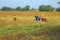 Indian farmers working in the field for to harvesting mustard.