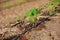 Indian farming cotton baby tree