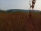 Indian farming fields  with wheat