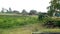 Indian Farms and greenery in in villages