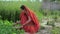 Indian female farm laborer working in a field - cultivation and agriculture. Indian farmer