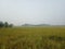 Indian field, fertile land of Bihar