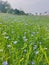 Indian field of linseed,a type of oilseed mainly found in India during Rabi crops