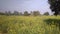 Indian field and Mustard plants