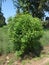 Indian Five-leaved chaste tree.