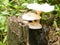 Indian fleshy small white color mushroom fungi growing in sunlight on a tree trunk above ground soil on its food source in the