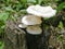 Indian fleshy small white color mushroom fungi growing in sunlight on a tree trunk above ground soil on its food source in the