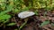 Indian fleshy white mushroom fungi growing just above the soil.