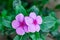 `indian flower Madagascar Periwinkle close view at rural house garden at winter season morning.`