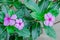 `indian flower Madagascar Periwinkle close view at rural house garden at winter season morning.`