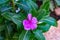 `indian flower Madagascar Periwinkle  close view at rural house garden at winter season morning.`