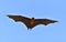 Indian flying fox