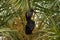 Indian flying fox or greater indian fruit bat hanging from tree with eyes open at keoladeo national park or bird sanctuary