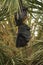 Indian flying fox or greater indian fruit bat portrait hanging from tree with eyes open at forest of central india - Pteropus