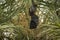 Indian flying fox or greater indian fruit bat portrait hanging from tree with eyes open at forest of central india - Pteropus