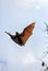 Indian flying fox Pteropus giganteus in sky
