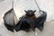 Indian flying fox (Pteropus medius, formerly Pteropus giganteus) died due to electrocution : (pix SShukla)