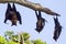 Indian Flying-fox in Tissamaharma, Sri Lanka