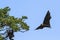 Indian Flying-fox in Tissamaharma, Sri Lanka