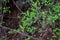 Indian Forest Shrub with Green Leaves growing in the jungle of Central India