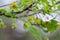 Indian Forest Shrub with Green Leaves and Leaf Like Flowers