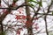 Indian Forest Tree with Fresh Red Leaves