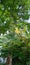 Indian Forest Tree Gliricidia sepium   with Yellow Fresh Leaves 