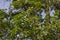 Indian Forest Tree with Green Leaves and Yellowish White Flowers