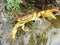 Indian fresh water crab on flowing rain water