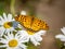 Indian fritillary butterfly on a white daisy 1