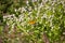 A indian fritillary on the flower of water pepper