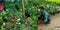 an indian gardener picking flower pot from the collection around plant shop in india aug 2019