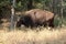 Indian Gaur Bison biggest in cow family Bandhavgarh