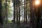 Indian Gaur in Forest With Sun Flare Through Trees and Branches