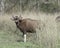 Indian Gaur Grazing in forest grassland